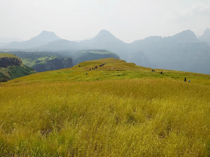 Aadrai Forest
