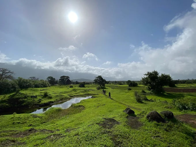 Aadrai Forest