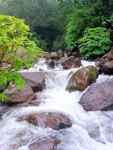 Aadrai Forest