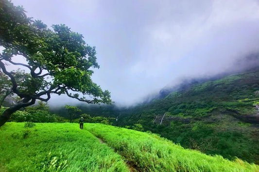 Aadrai Forest