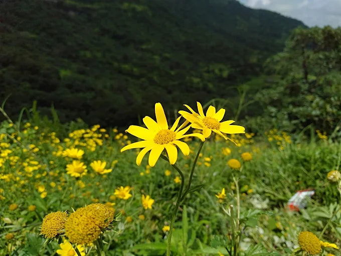Kalsubai