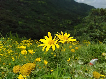 Kalsubai